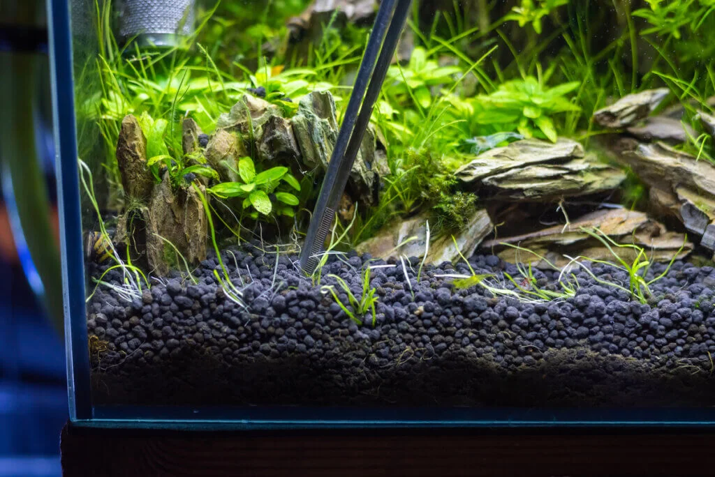 Best Substrates for Aquarium Plants