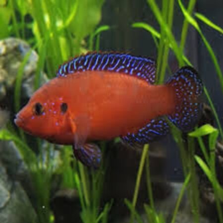 Turkana jewel fish