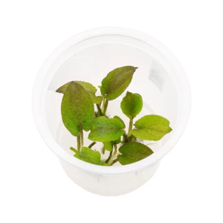 ADA IC215 Lagenandra keralensis Tissue Culture