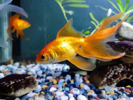 Gold Fish