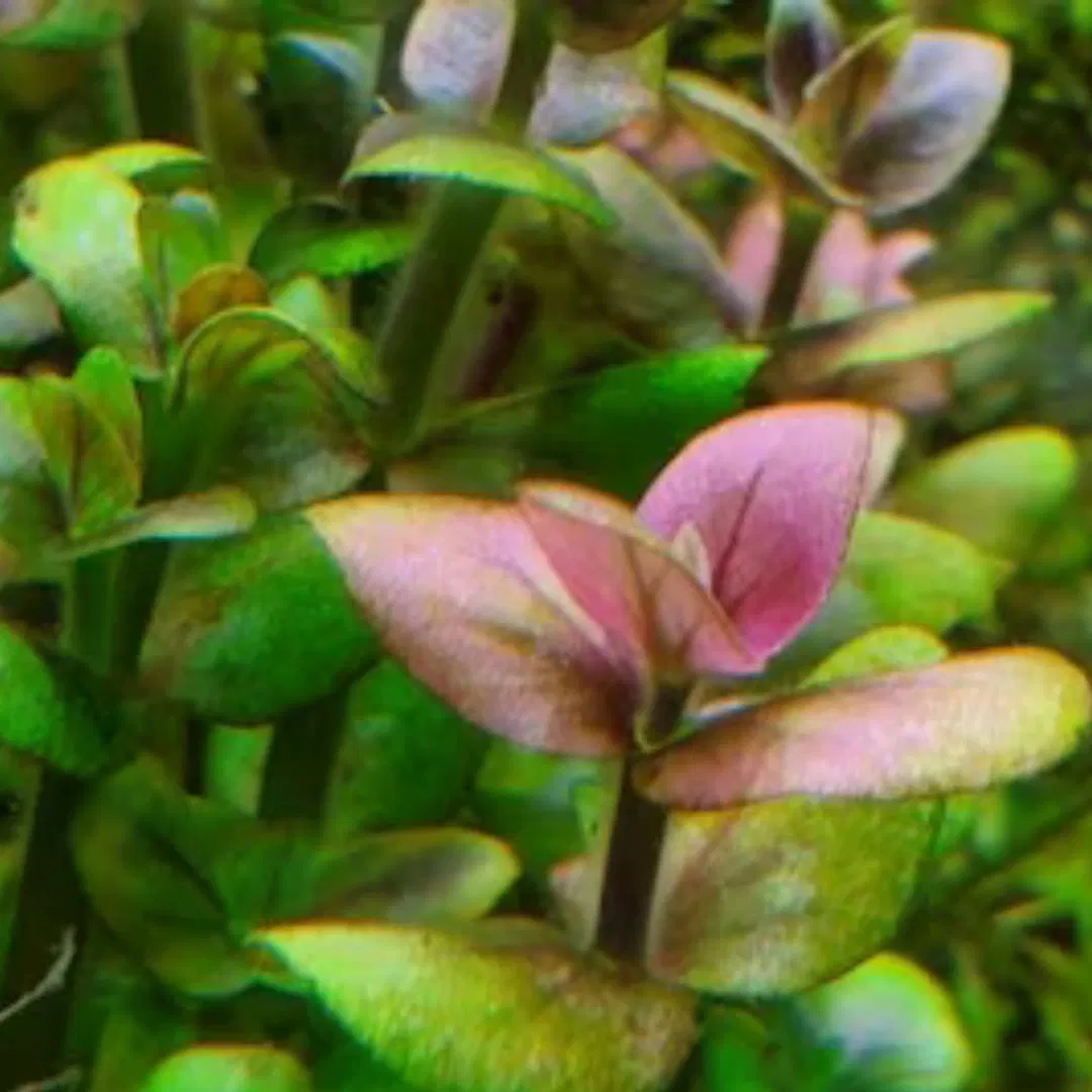 Bacopa Salzmannii (USA) - Tissue culture